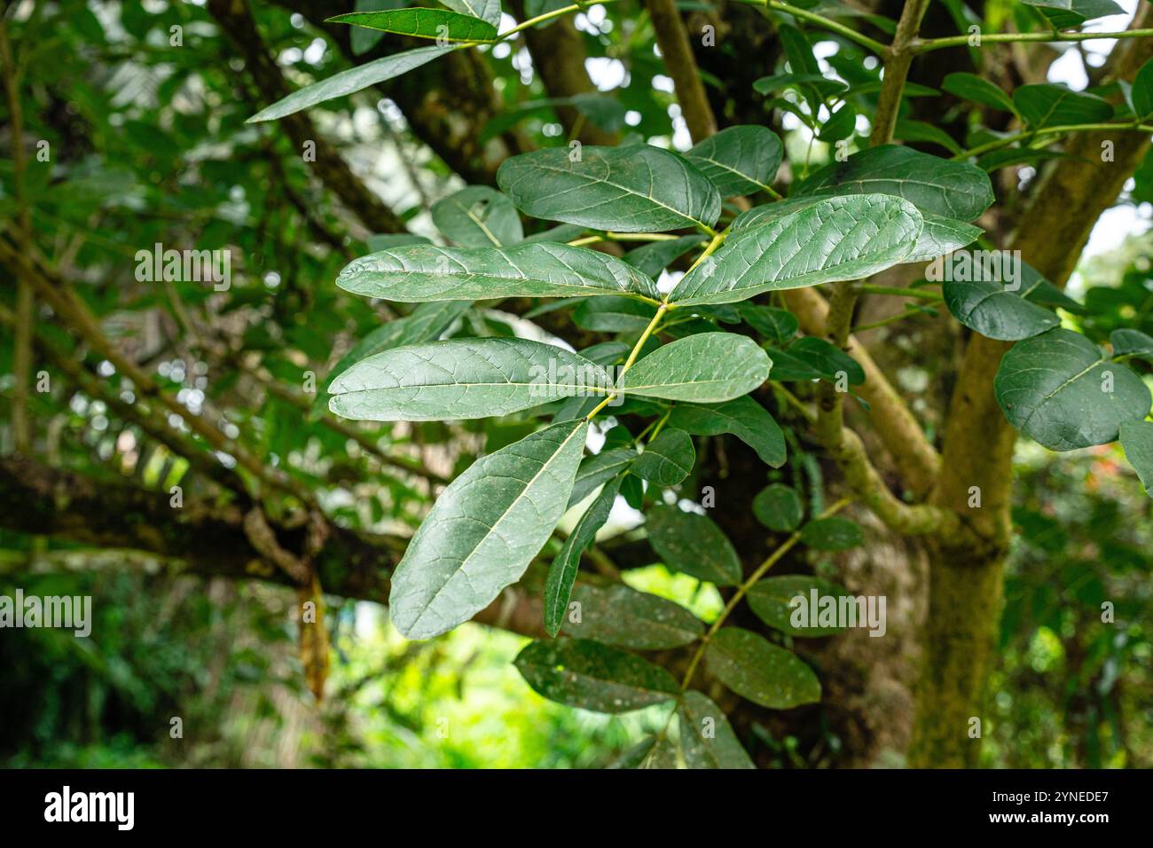 Kigelia est un genre de plantes à fleurs de la famille des Bignoniaceae. Le genre se compose d'une seule espèce, Kigelia africana, qui se trouve tout au long de l'année Banque D'Images