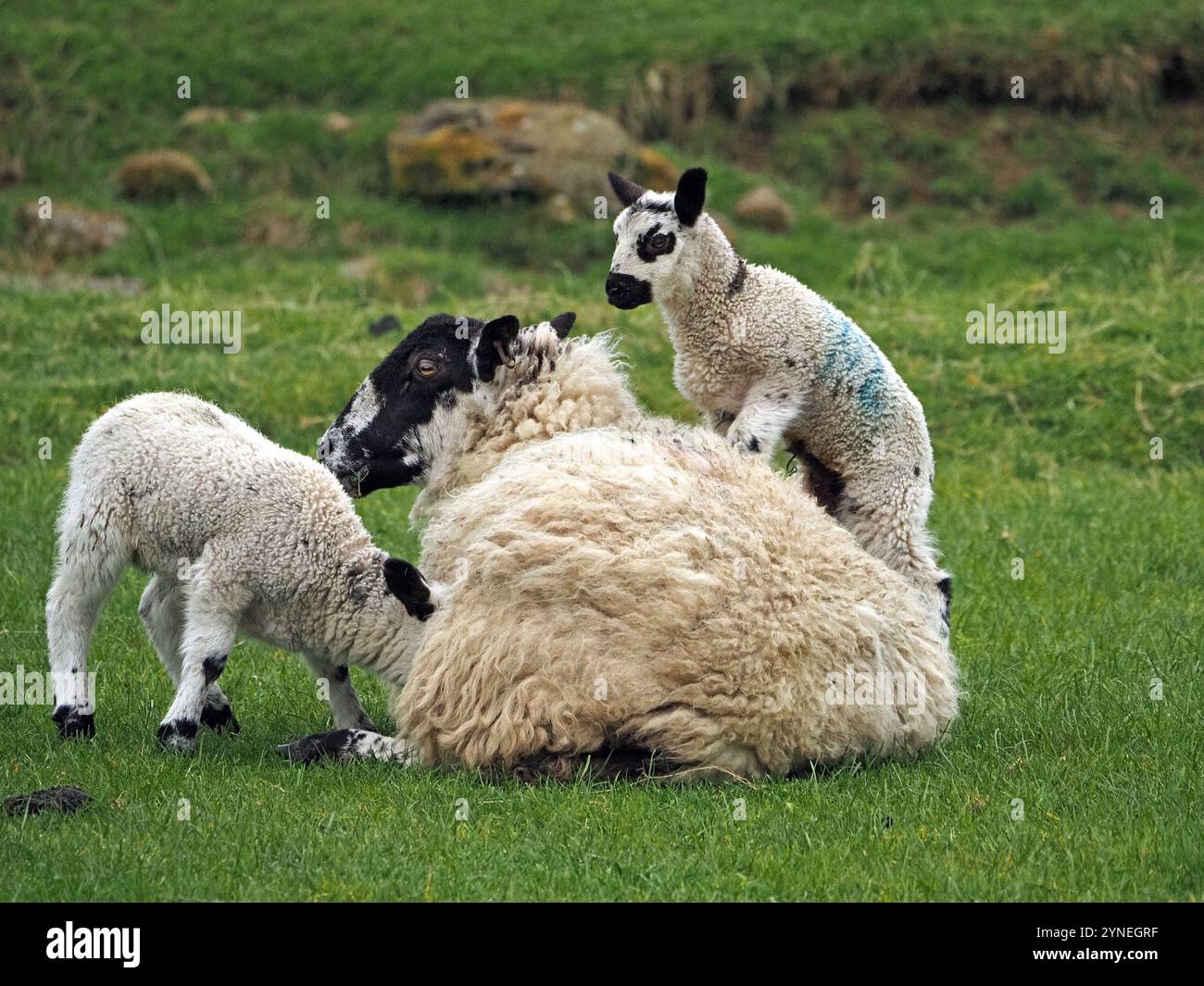 Deux exubérants frères et sœurs d'agneau printanier blanc au visage noir crient sur la brebis mère dans un champ d'herbe verte à Cumbria, Angleterre, Royaume-Uni Banque D'Images