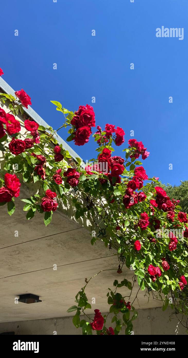 Jardinage, Roses rouges - Image de stock capturée avec un smartphone