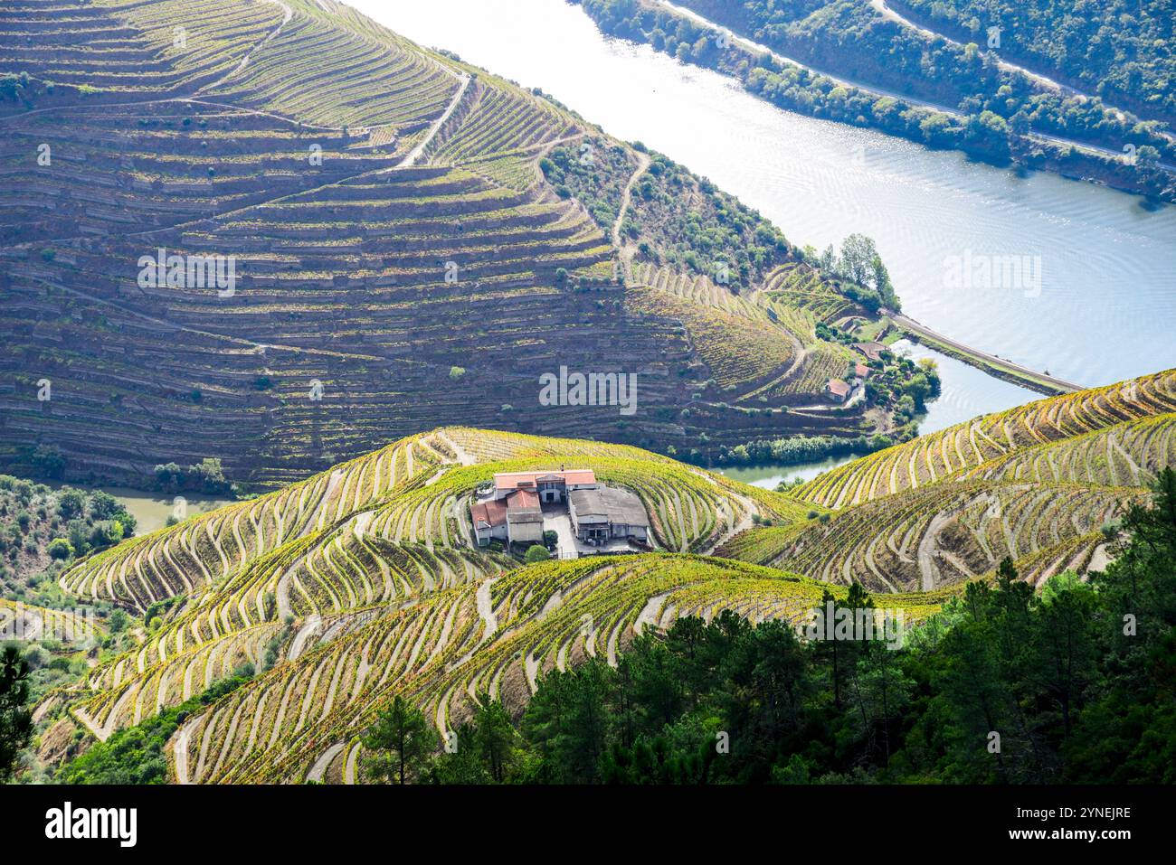 Coteaux en terrasses produisant certains des meilleurs vins de Porto au monde le long du fleuve Douro, au nord du Portugal Banque D'Images