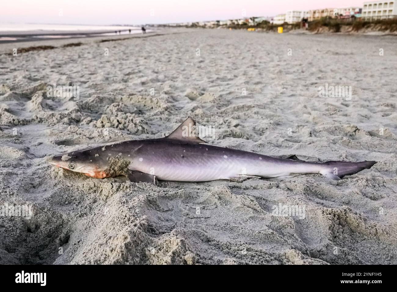 Île de Palms, États-Unis. 25 novembre 2024. Un requin tigre de sable juvénile se trouve sur la plage échouée dans les marées de Front Beach, le 25 novembre 2024 à Isle of Palms, Caroline du Sud. Les petits requins sont souvent capturés par les pêcheurs et rejetés dans l'océan avec peu de chances de survie. Crédit : Richard Ellis/Richard Ellis/Alamy Live News Banque D'Images