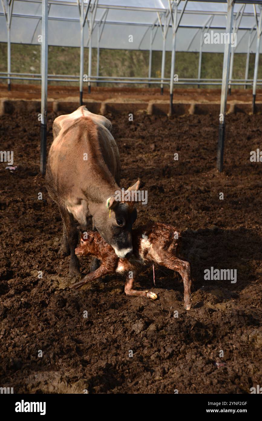 Une vache Jersey s'occupe de son veau nouveau-né dans un foyer de troupeau où il peut être nourri et arrosé. Banque D'Images