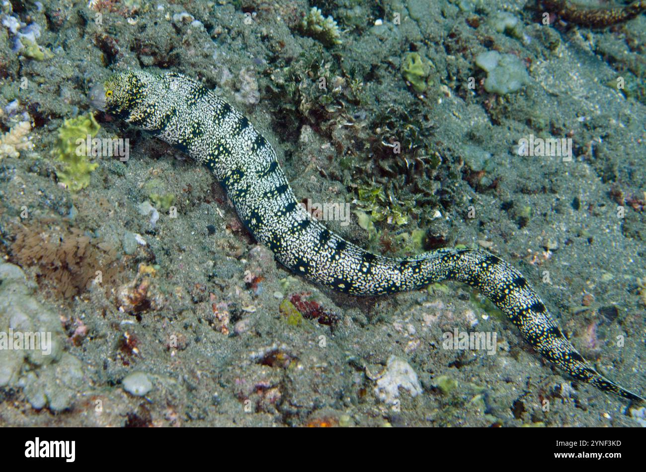 Flocons de neige Moray Eel, Echidna nebulosa, site de plongée de Lipah Beach, Amed, Karangasem, Bali, Indonésie Banque D'Images