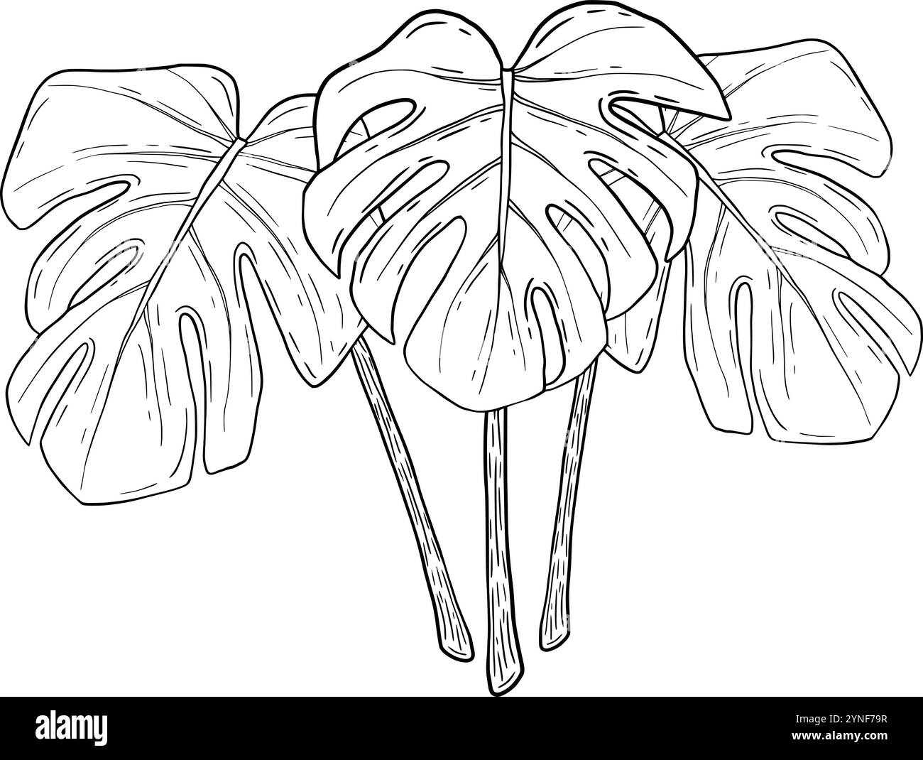 Cette illustration présente trois feuilles de monstera luxuriantes, idéales pour divers designs et projets à thème naturel. Graphismes vectoriels en noir et blanc dessinés à la main en dessin au trait pour les matériaux imprimés, les intérieurs et plus encore. Illustration de Vecteur