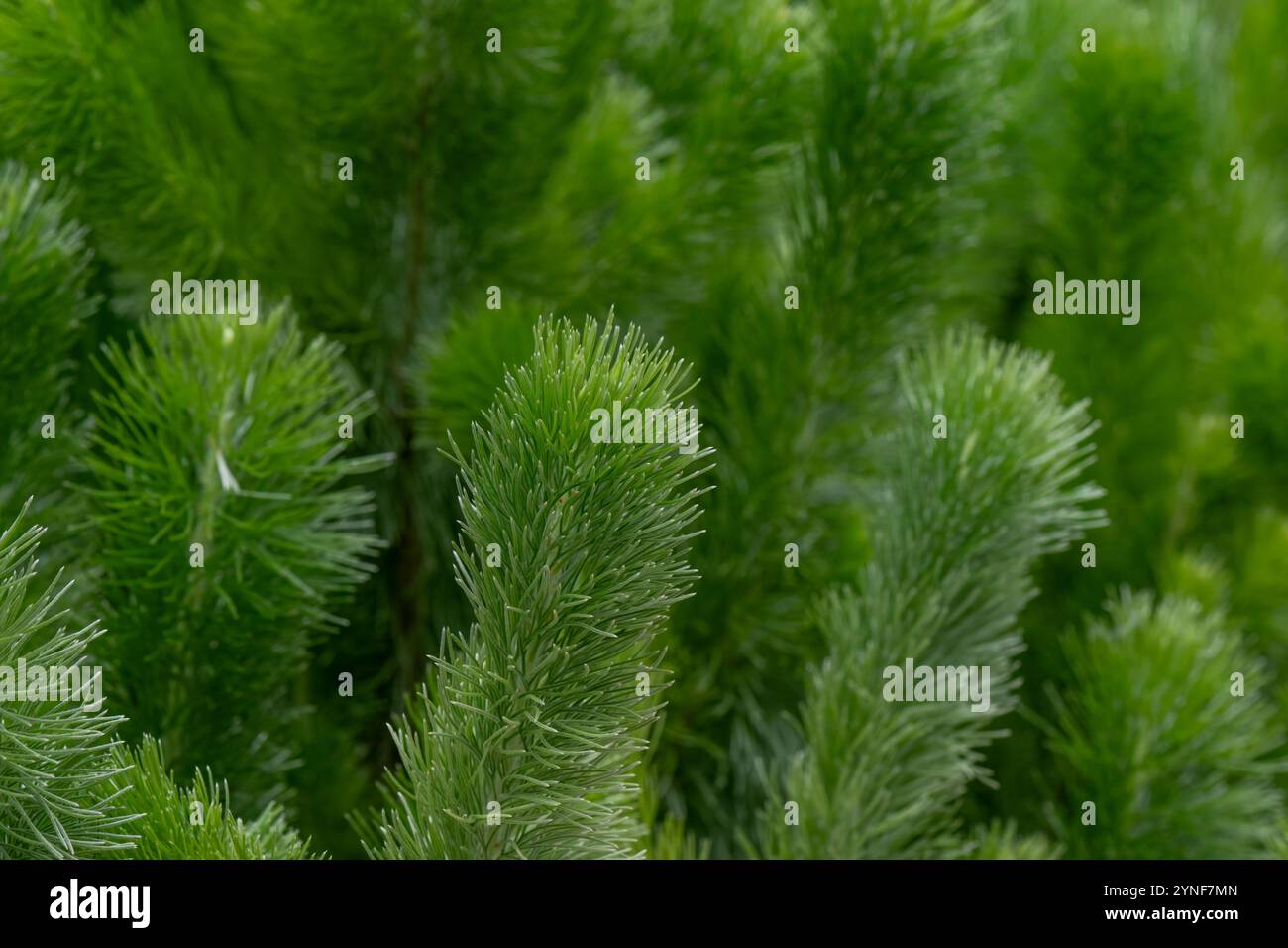 Adenanthos sericeus, plante de brousse laineuse, arbuste indigène australien, résistant au sel côtier conservation de l'eau de sécheresse rustique Banque D'Images