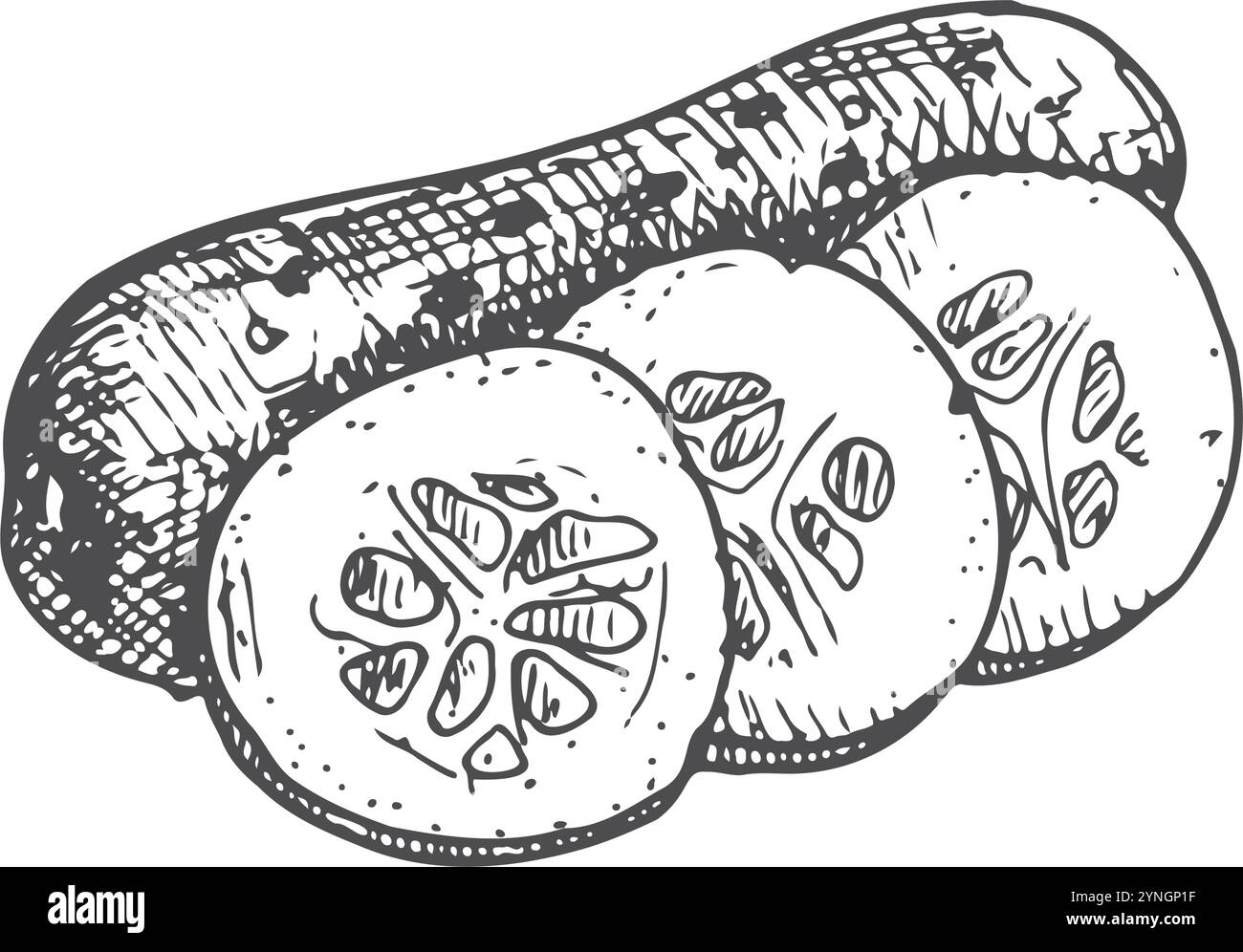 Stylo et encre concombre dessiné à la main sur fond blanc. Illustration vectorielle. Conception pour le menu, l'étiquette, le livre de recettes et le marché des agriculteurs Illustration de Vecteur