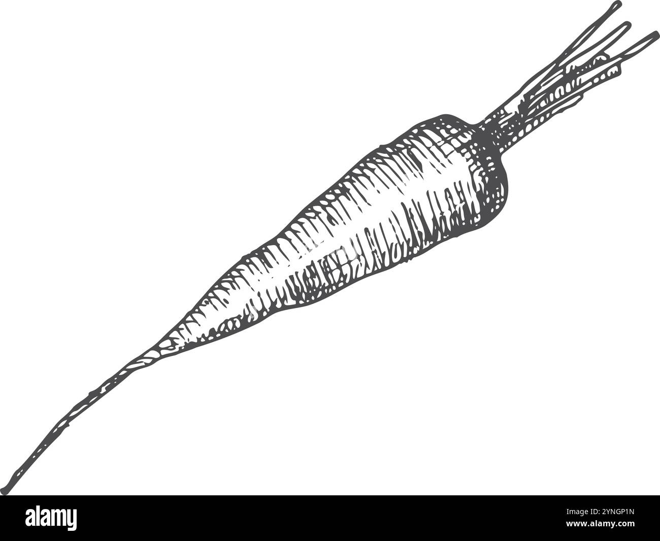 Stylo et encre carotte dessinée à la main sur fond blanc. Illustration vectorielle. Conception pour le menu, l'étiquette, le livre de recettes et le marché des agriculteurs Illustration de Vecteur