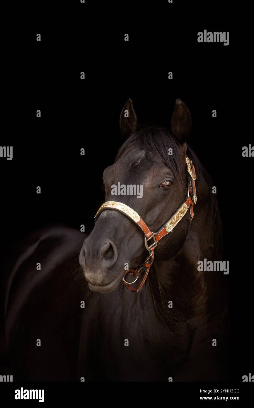 Portrait noir d'un étalon de cheval de quartier noir Banque D'Images