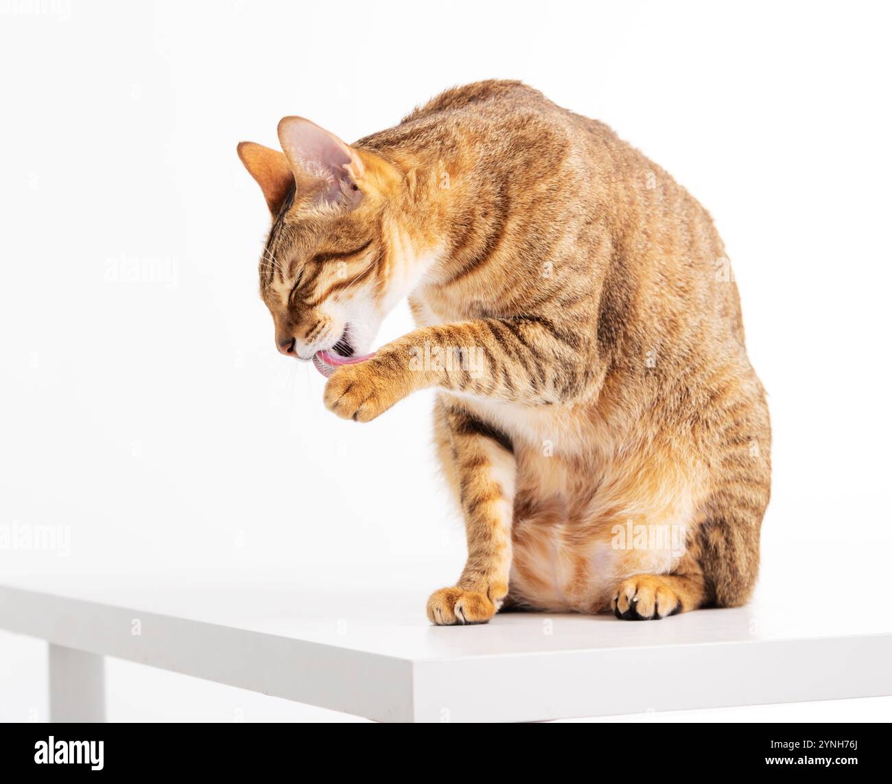 chat reposant sur une table léchant la patte Banque D'Images