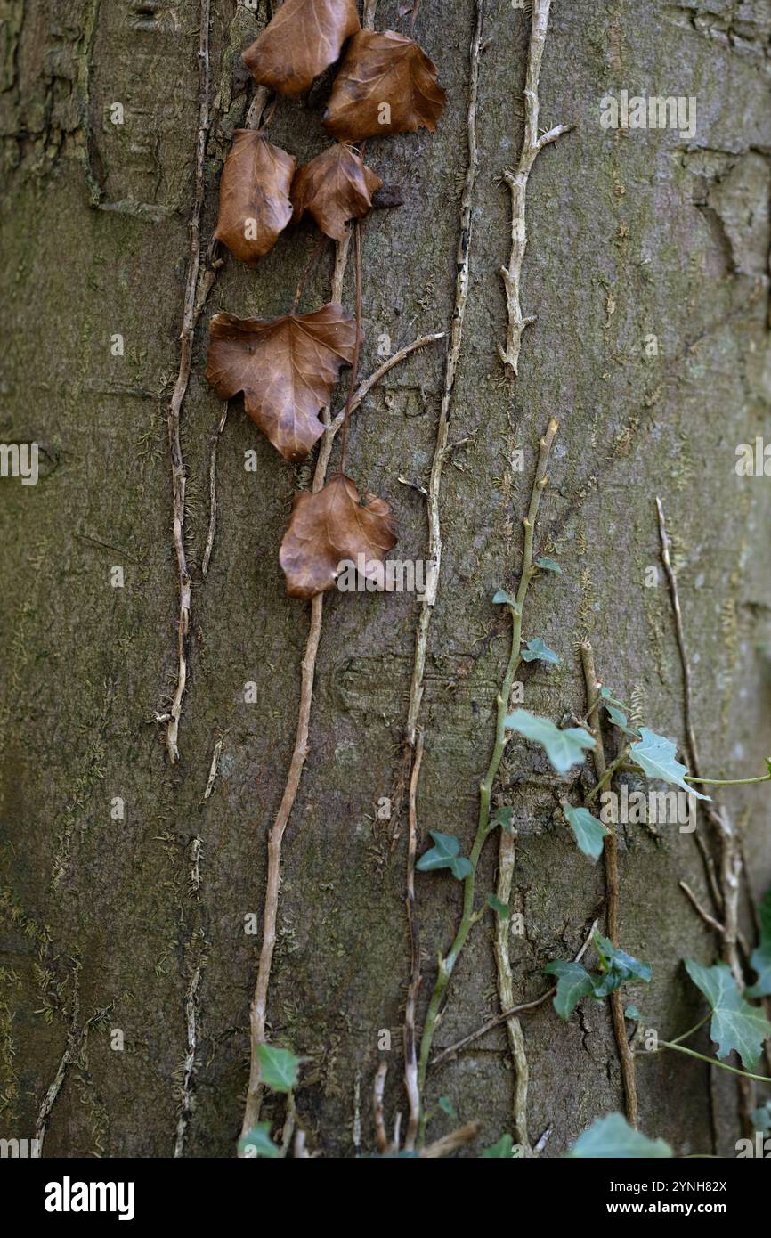Lierre poussant sur l'écorce d'un arbre. Des lave morts et de nouvelles feuilles. Banque D'Images