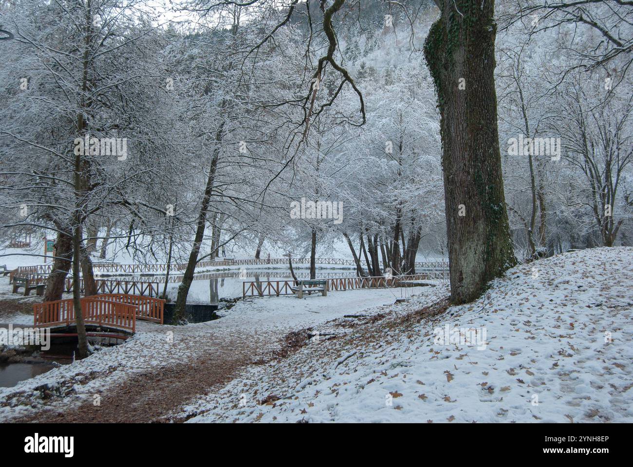 Un lac forestier gelé au coeur de l'hiver, dégageant calme et beauté naturelle. Banque D'Images
