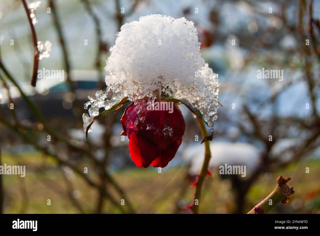 Une rose rouge éclatante figée dans le temps, brillante magnifiquement par une journée ensoleillée d'hiver. Banque D'Images