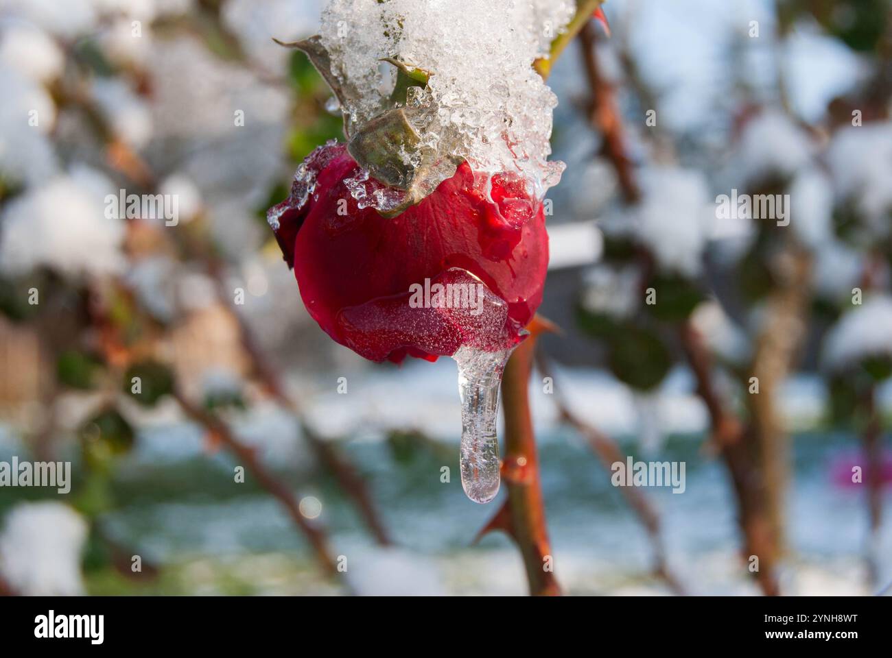 Une rose rouge éclatante figée dans le temps, brillante magnifiquement par une journée ensoleillée d'hiver. Banque D'Images