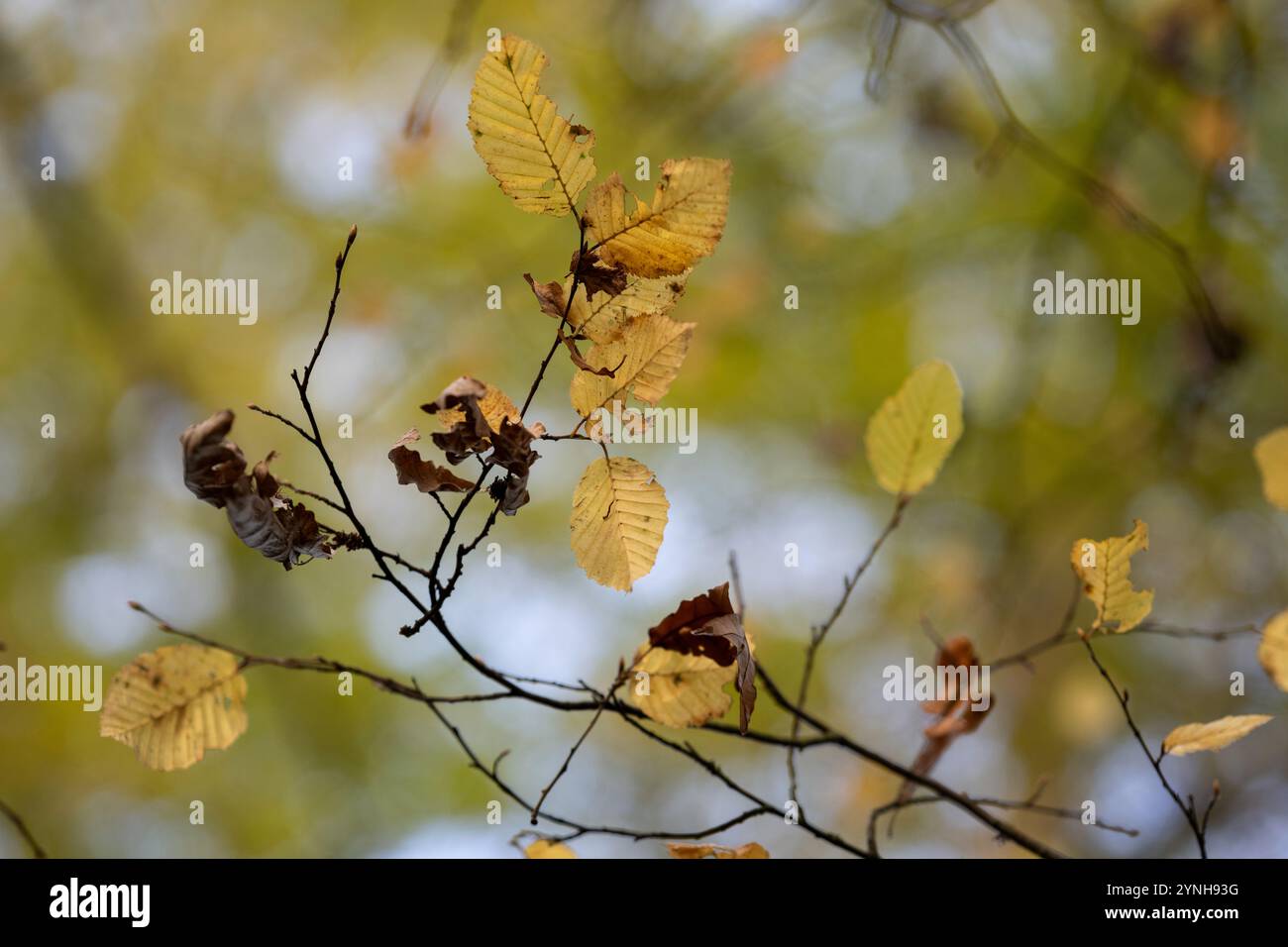 Gros plan des feuilles d'automne sur une branche avec quelques feuilles mortes et un fond flou Banque D'Images