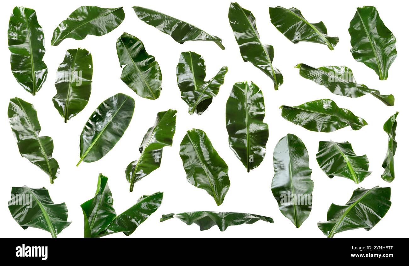 Feuilles de banane vert vif isolées sur blanc, serties Banque D'Images