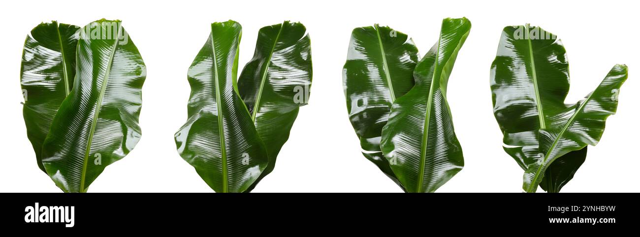 Feuilles de banane vert vif isolées sur blanc, serties Banque D'Images
