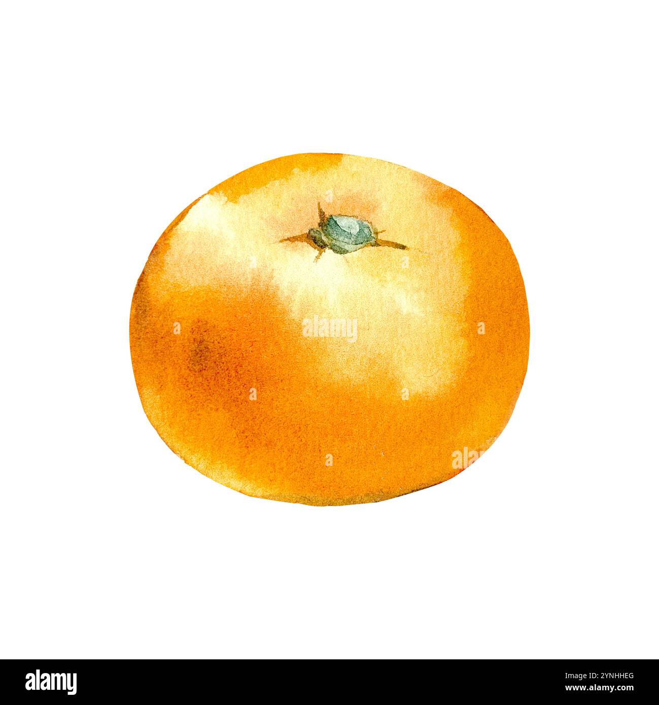 Fruit mandarin isolé sur fond blanc. Aquarelle dessinée à la main agrumes Banque D'Images