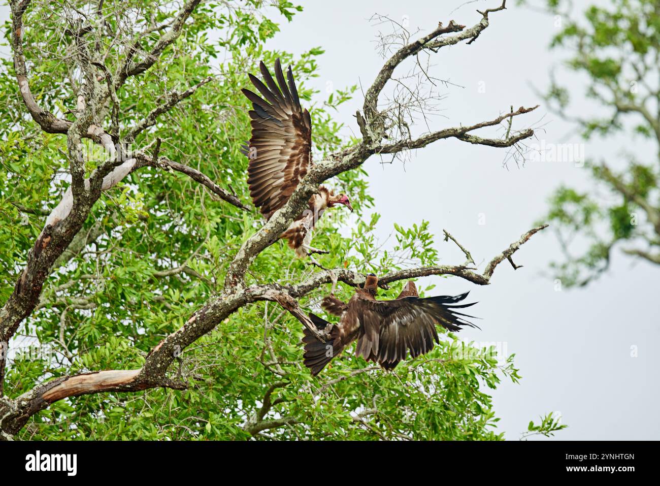 Nature, sauvage et vautours dans les combats d'arbres, vol et ailes d'animaux de safari chassant sur les branches sur réservation. Faune naturelle, conservation et Banque D'Images