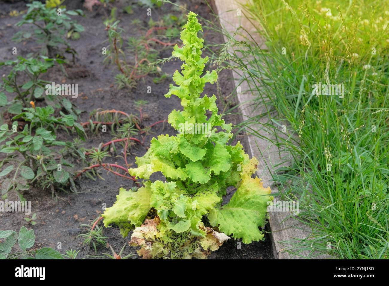 Feuilles de salade verte dans le jardin du cottage. Les semis de salade verte sont plantés dans le jardin du village. Journée ensoleillée. Banque D'Images