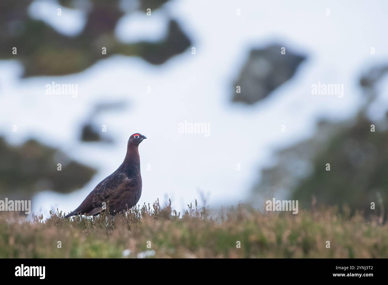 Tétras rouge (Lagopus scotica) sur la colline un jour d'hiver, Highlands écossais Banque D'Images