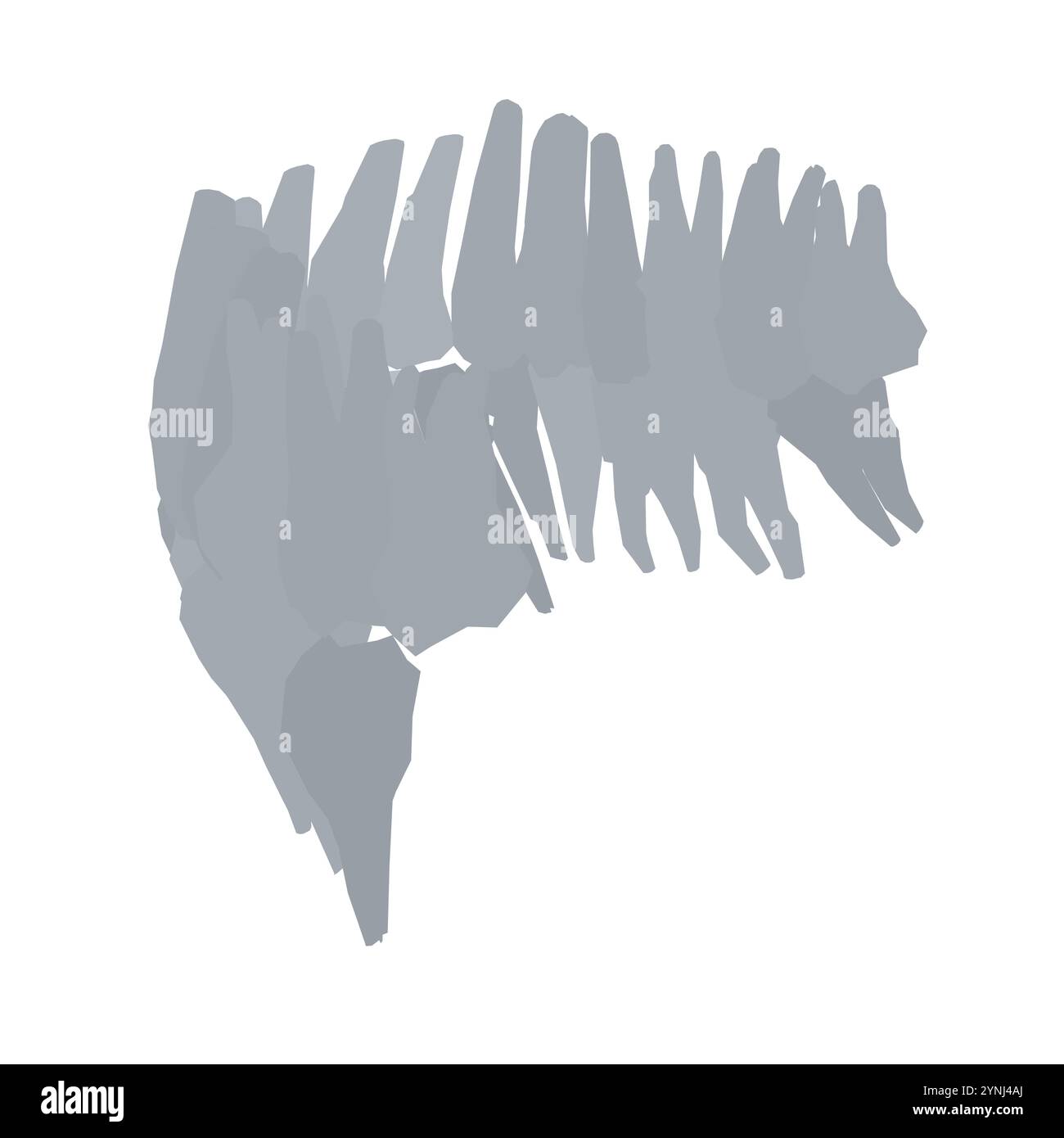 Types de silhouette dentaire. Diverses dents humaines avec racines, molaires, prémolaires, canines. Illustration vectorielle. Illustration de Vecteur