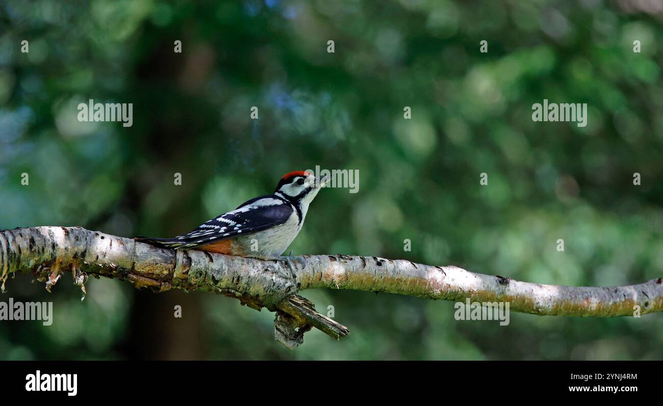 Grand pic tacheté juvénile dans la forêt Banque D'Images