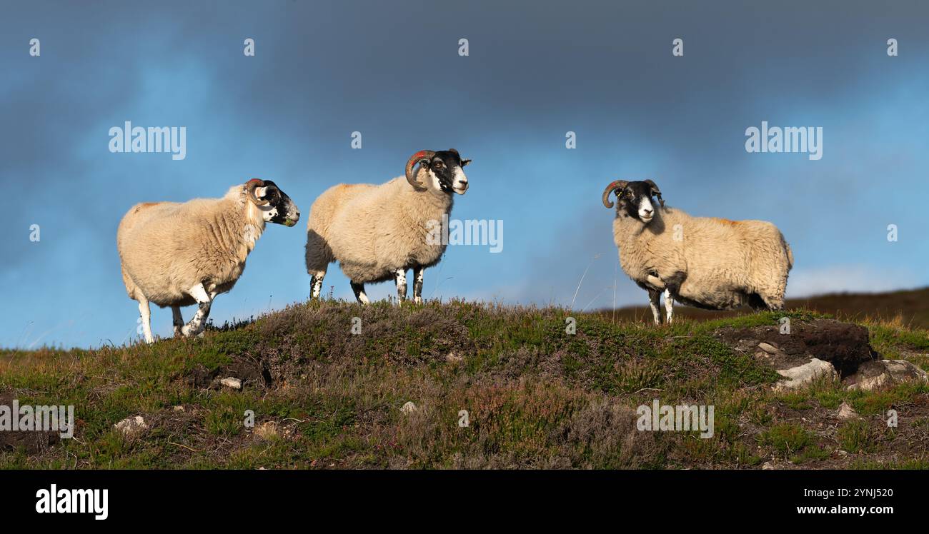 Mouton écossais à face noire, Perthshire, Écosse Banque D'Images