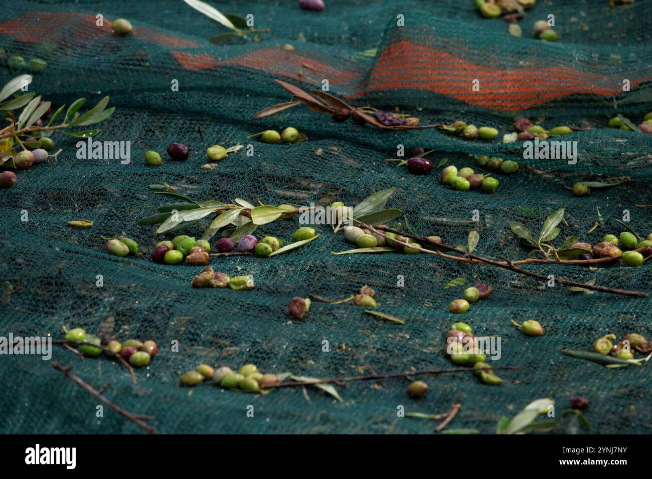 Récolte des olives à Mani Laconia Grèce. Banque D'Images