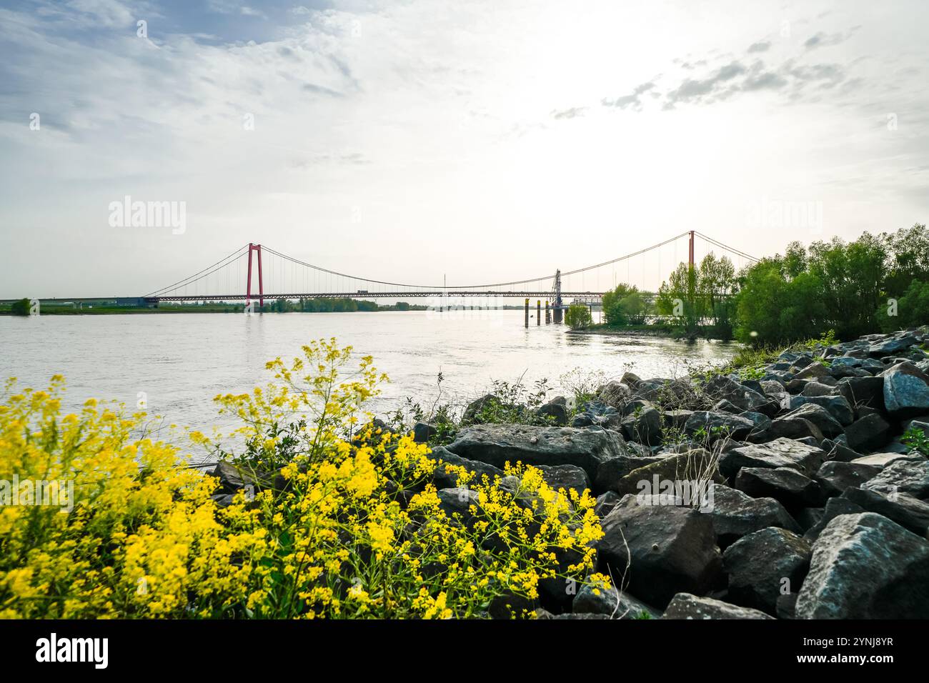 Vue sur le pont du Rhin près d'Emmerich am Rhein. Paysage au bord de la rivière dans la soirée avec un pont suspendu sur le Rhin inférieur. Banque D'Images