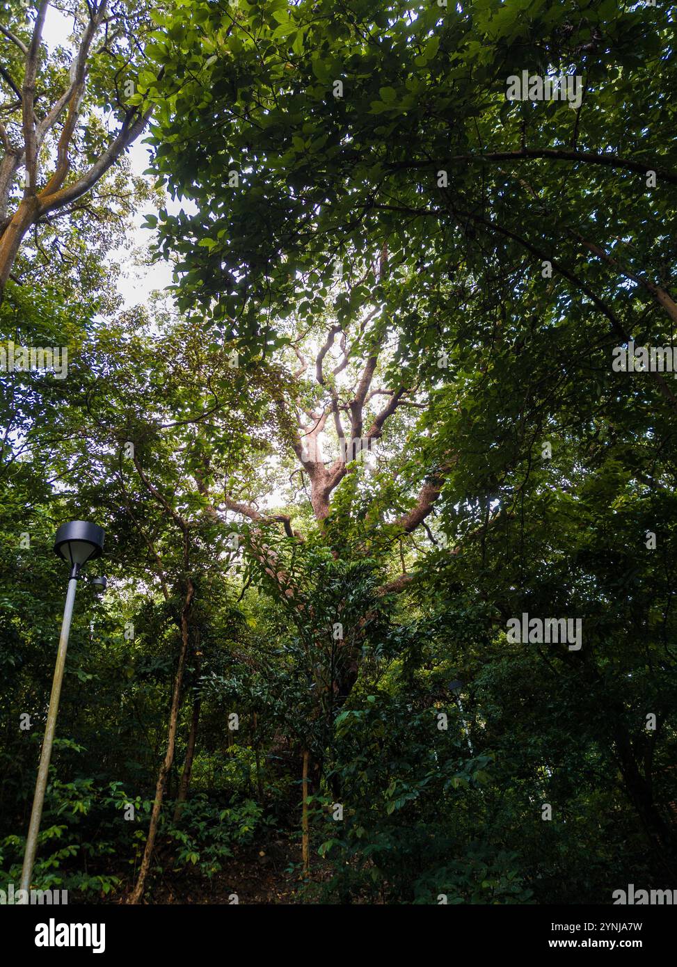 Couvert forestier dense avec un arbre imposant illuminé par la lumière du soleil et un lampadaire moderne au milieu d'un feuillage vert vibrant. Banque D'Images