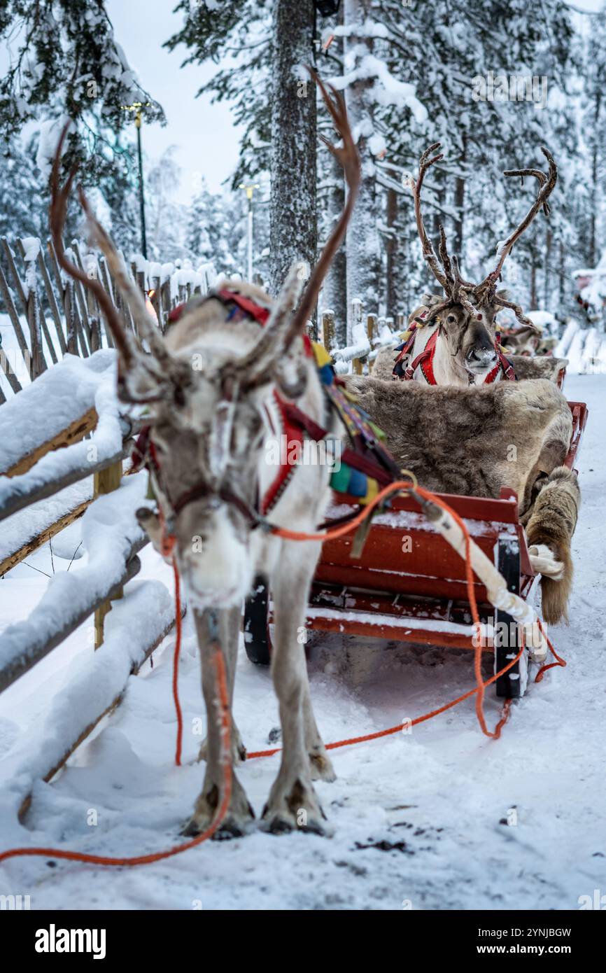 Les rennes attendent pour emmener les gens arpentent un traîneau dans le village du Père Noël, cercle arctique, Finlande. Banque D'Images
