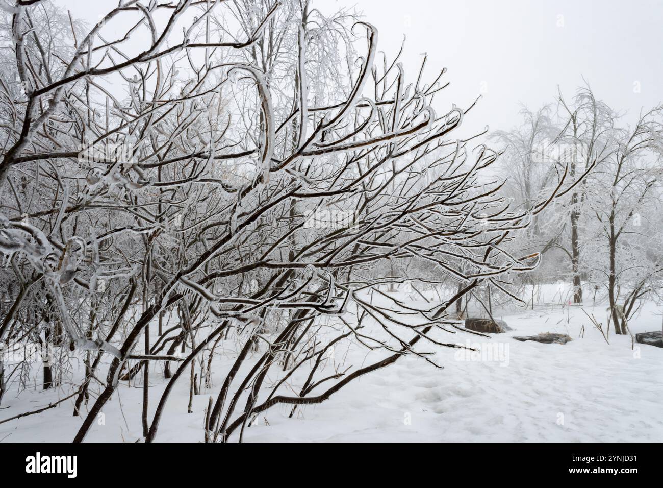 Ice Coats un arbuste devant un parc glacé et une forêt créant un pays des merveilles magique Banque D'Images