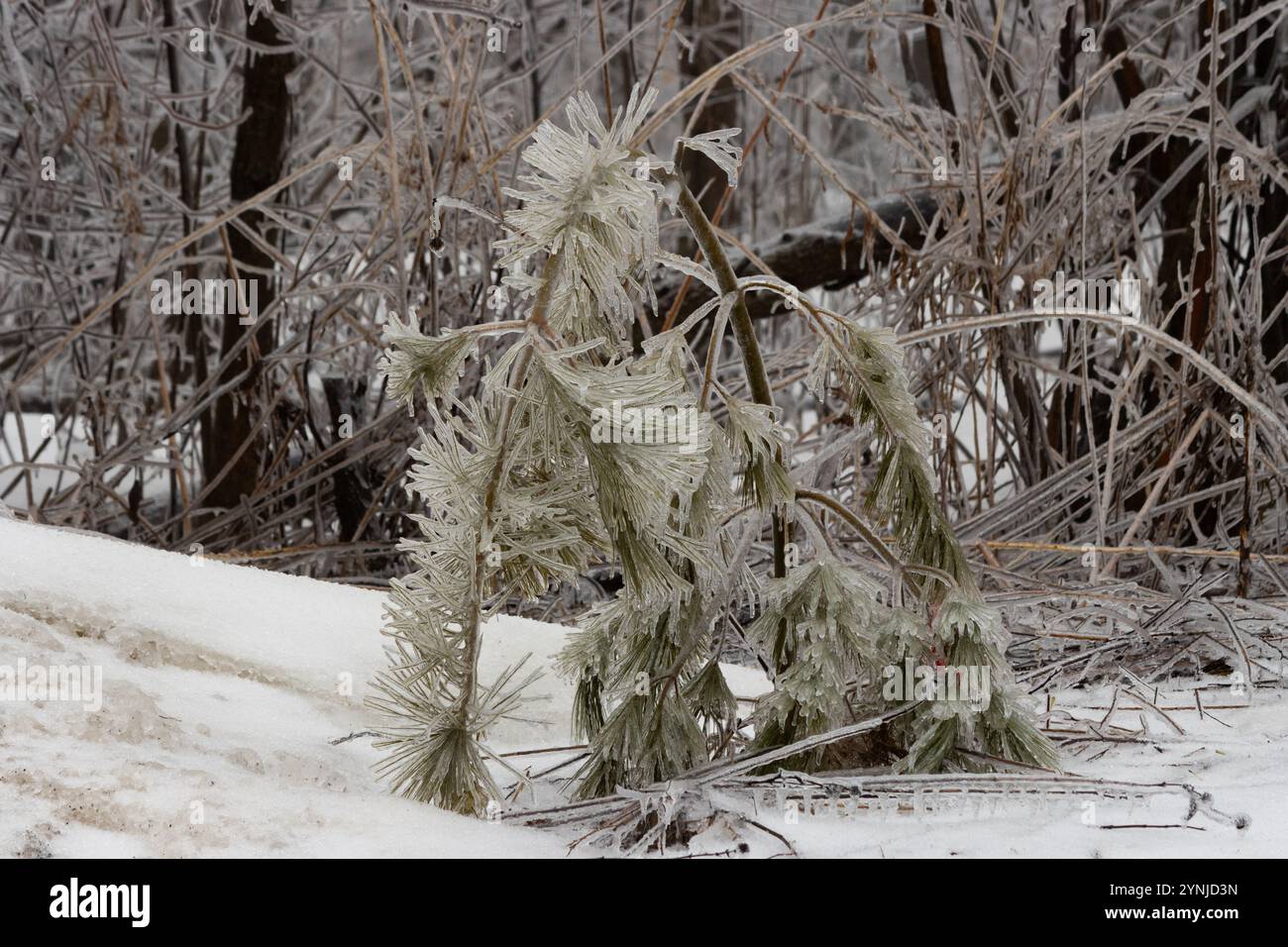 Un semis lutte sous le poids de la glace Banque D'Images
