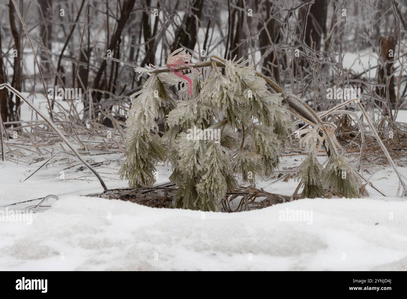 Nouvellement planté et recouvert de glace, le semis s'incline vers le sol Banque D'Images