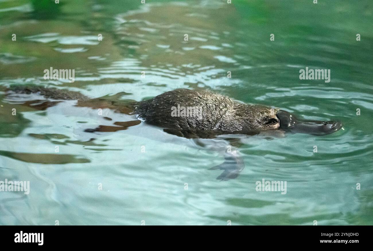 Australie, Tasmanie, Platypus, Ornithorhynchus anatinus Banque D'Images
