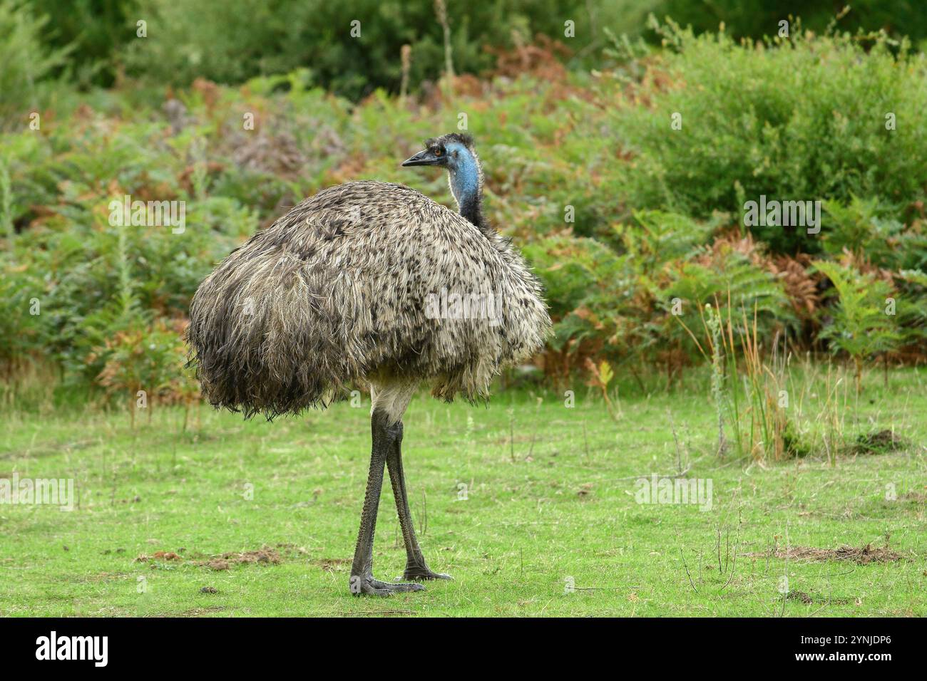 Australie, Victoria, Foster, Wilsons Promontory, Parc national, émeu, Dromaius novaehollandiae, Banque D'Images