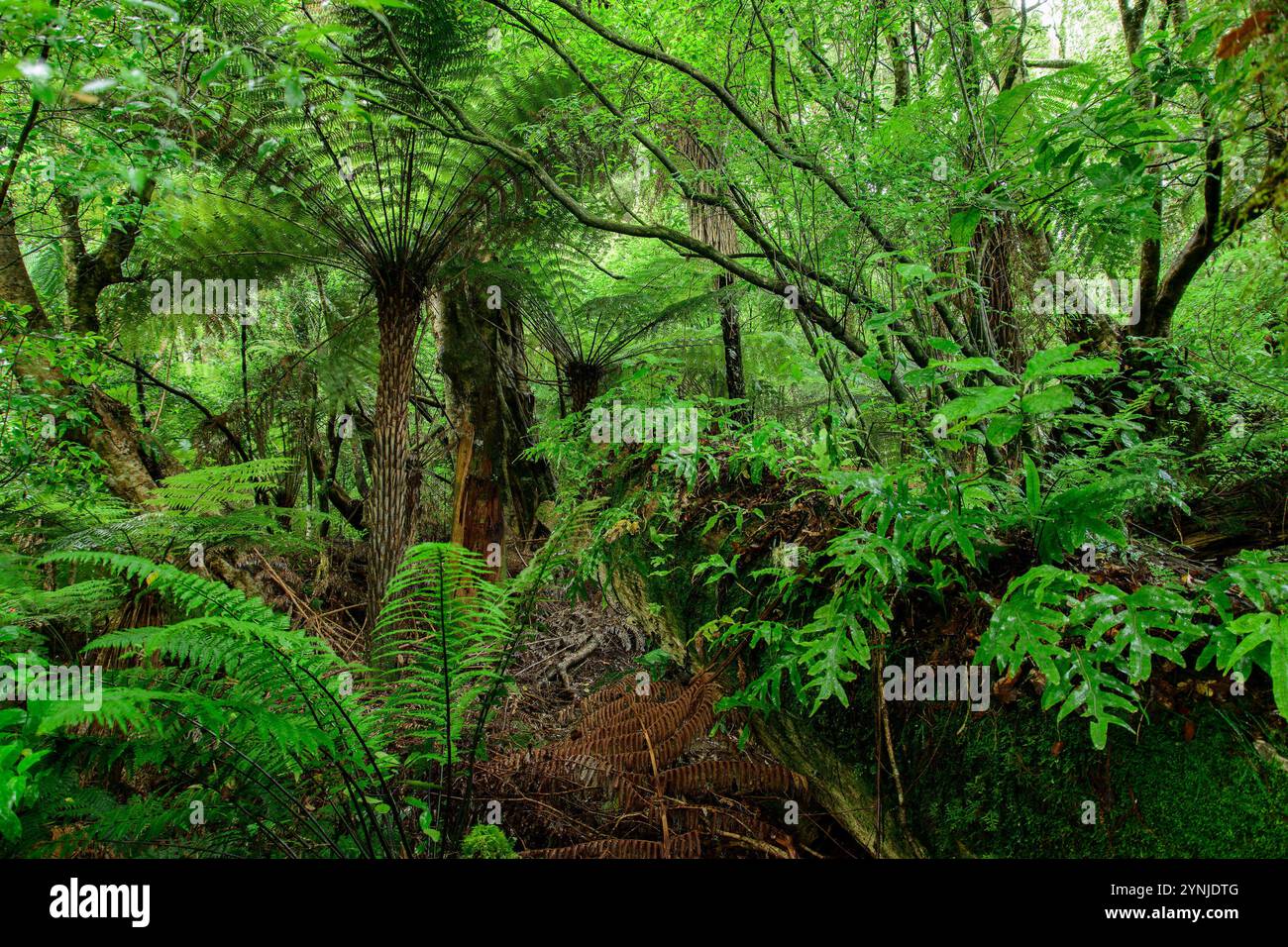 Nouvelle-Zélande, Île du Nord, parc national de Tongariro, piste du lac Rotopounamu Banque D'Images