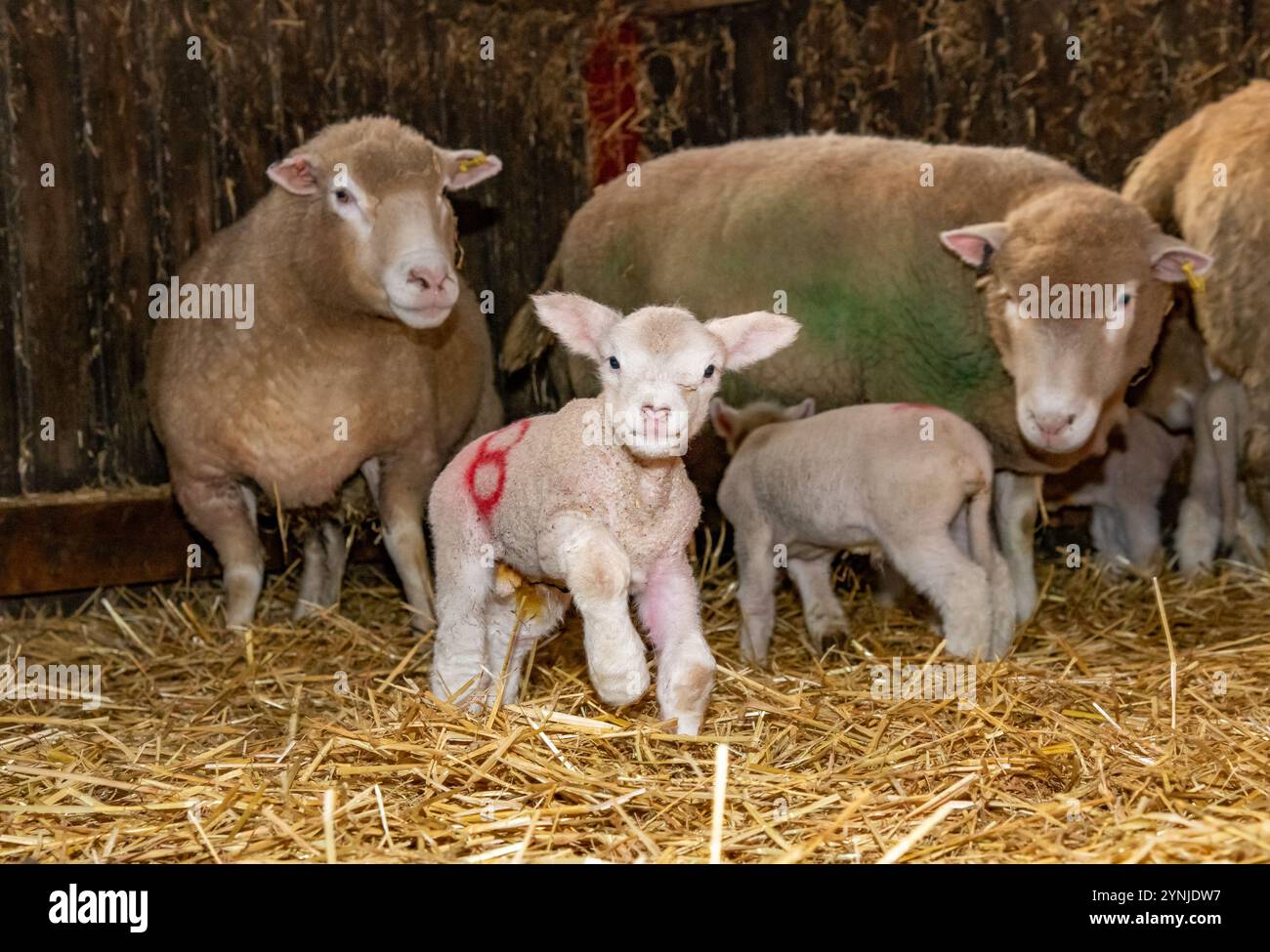 Preston, Lancashire, Royaume-Uni. 26 novembre 2024. Sondage Dorset brebis avec agneaux sur Richard et Sue AlpeÕs ferme à Chipping, près de Preston, Lancashire. La race ovine prolifique est capable d'agiter toute l'année et peut agiter trois fois tous les deux ans. Crédit : John Eveson/Alamy Live News Banque D'Images