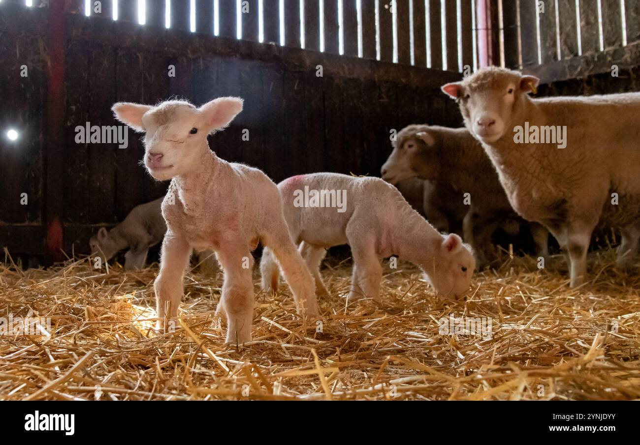 Preston, Lancashire, Royaume-Uni. 26 novembre 2024. Sondage Dorset brebis avec agneaux sur Richard et Sue AlpeÕs ferme à Chipping, près de Preston, Lancashire. La race ovine prolifique est capable d'agiter toute l'année et peut agiter trois fois tous les deux ans. Crédit : John Eveson/Alamy Live News Banque D'Images