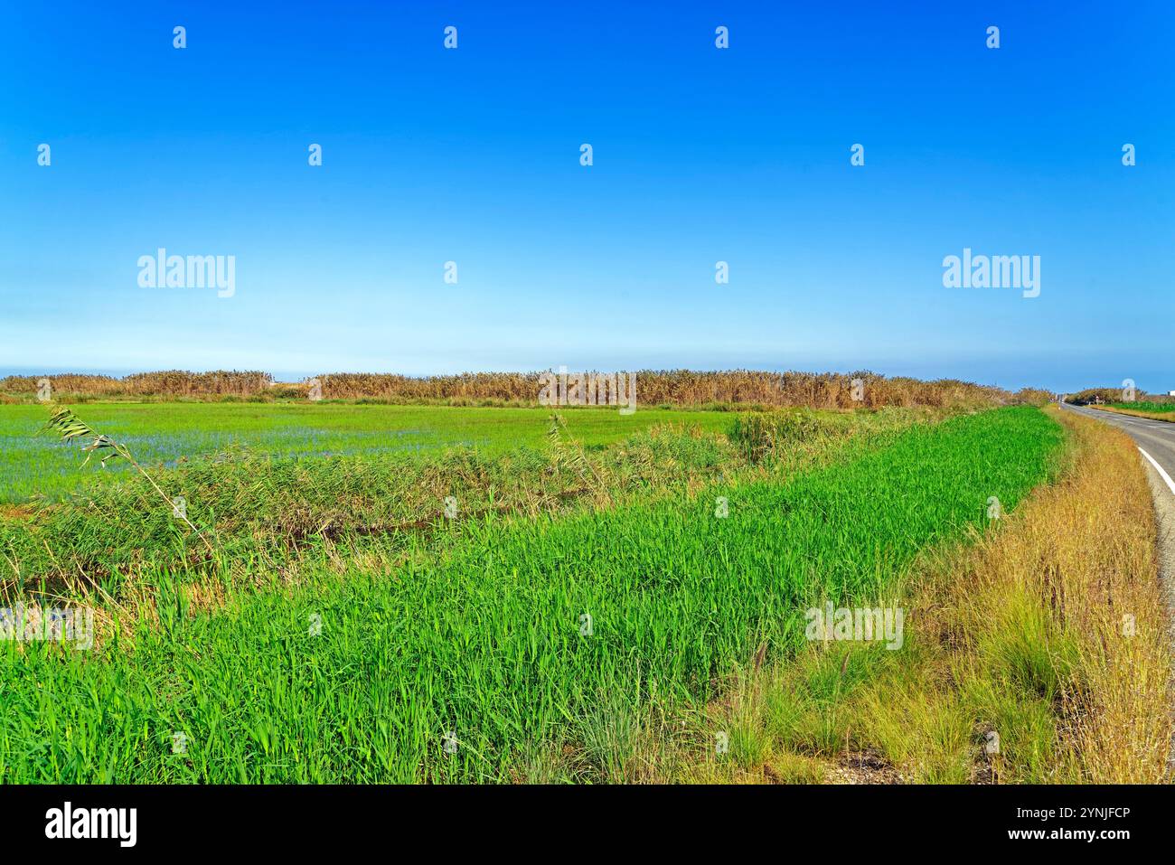 Parc Natural de la Marjal de Pego-Oliva, Überschwemmung Banque D'Images