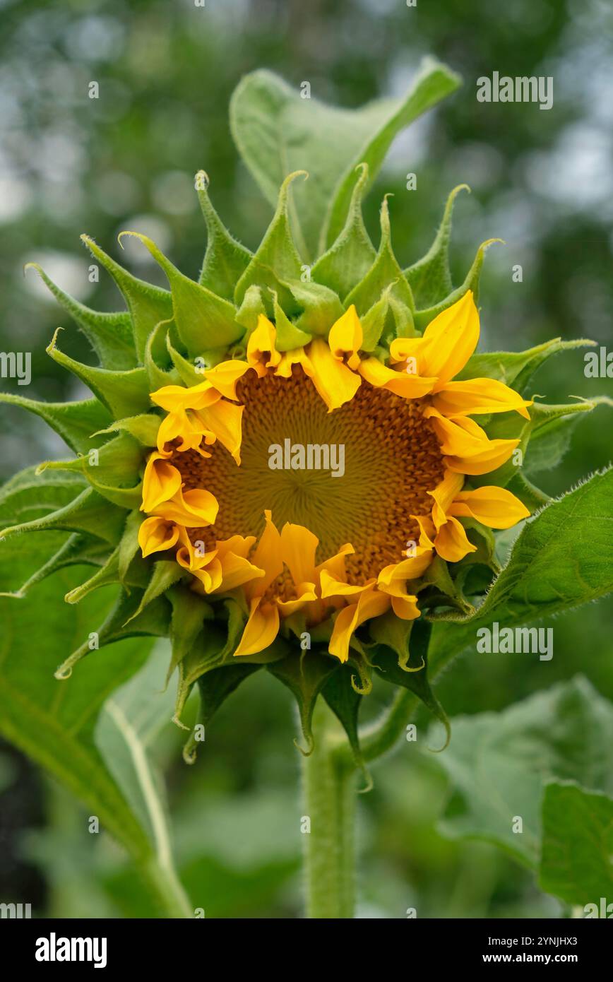 Gros plan de tournesol dans le jardin Banque D'Images