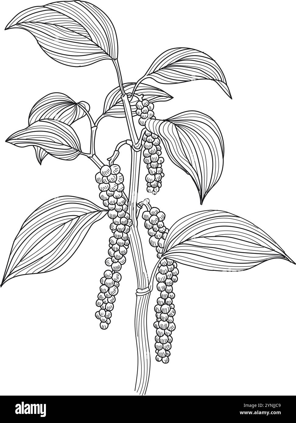 Le poivre noir est l'épice la plus échangée au monde et l'une des épices les plus courantes ajoutées aux cuisines du monde entier. Illustration de Vecteur