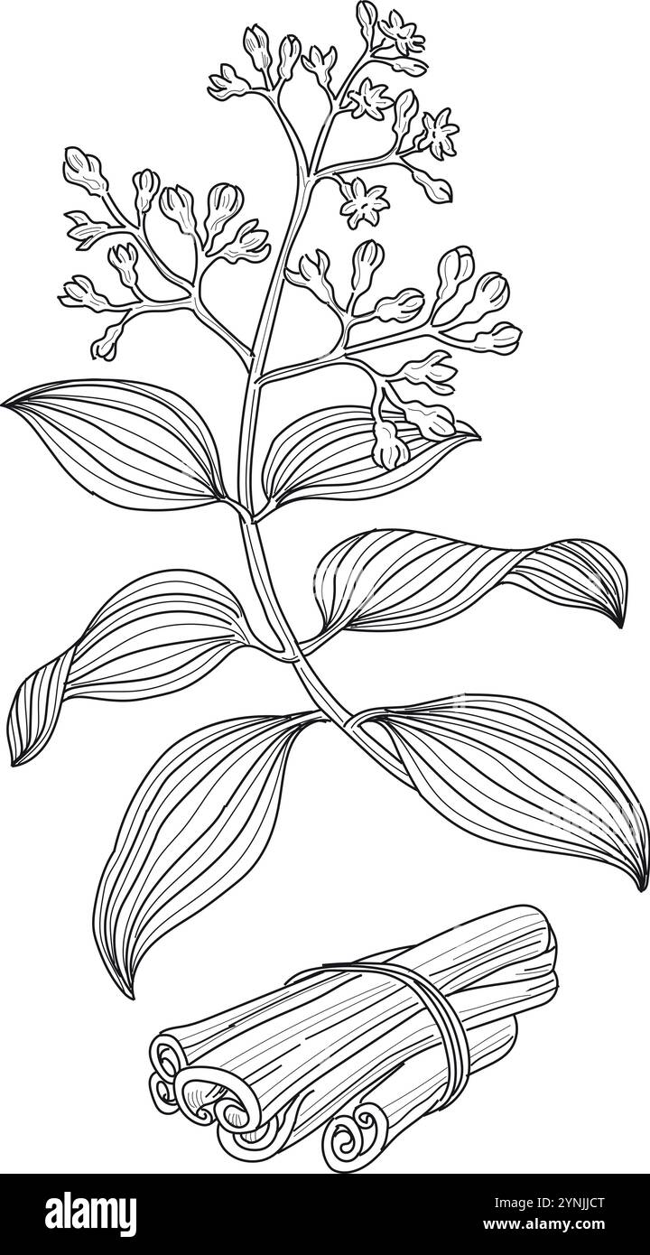 La cannelle est une épice obtenue à partir de l'écorce interne de plusieurs espèces d'arbres du genre Cinnamomum. Illustration de Vecteur