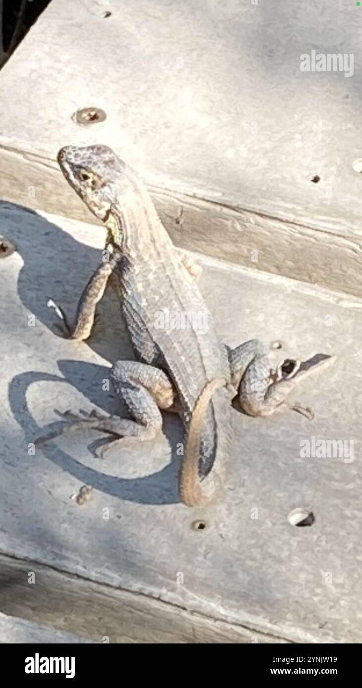 Le Lézard Curly nord (Leiocephalus carinatus) Banque D'Images