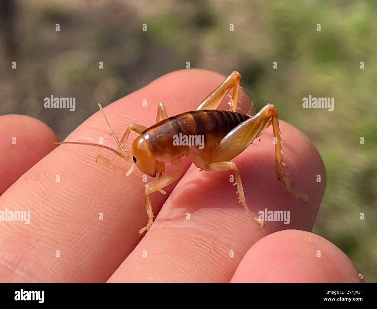 Cricket de chameau de Californie (Ceuthophilus californianus) Banque D'Images