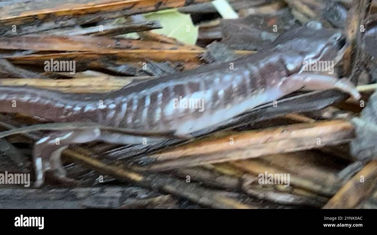 Salamandre arboricole (Aneides lugubris) Banque D'Images