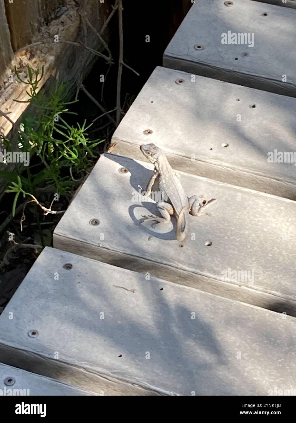 Le Lézard Curly nord (Leiocephalus carinatus) Banque D'Images