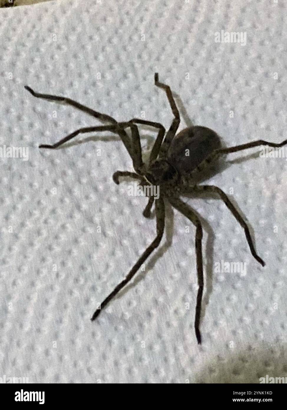 Araignée chasseuse pantropicale (Heteropoda venatoria) Banque D'Images