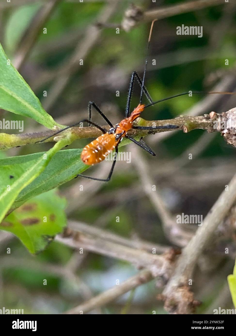 Insecte d'assassin d'aspiade (Zelus longipes) Banque D'Images