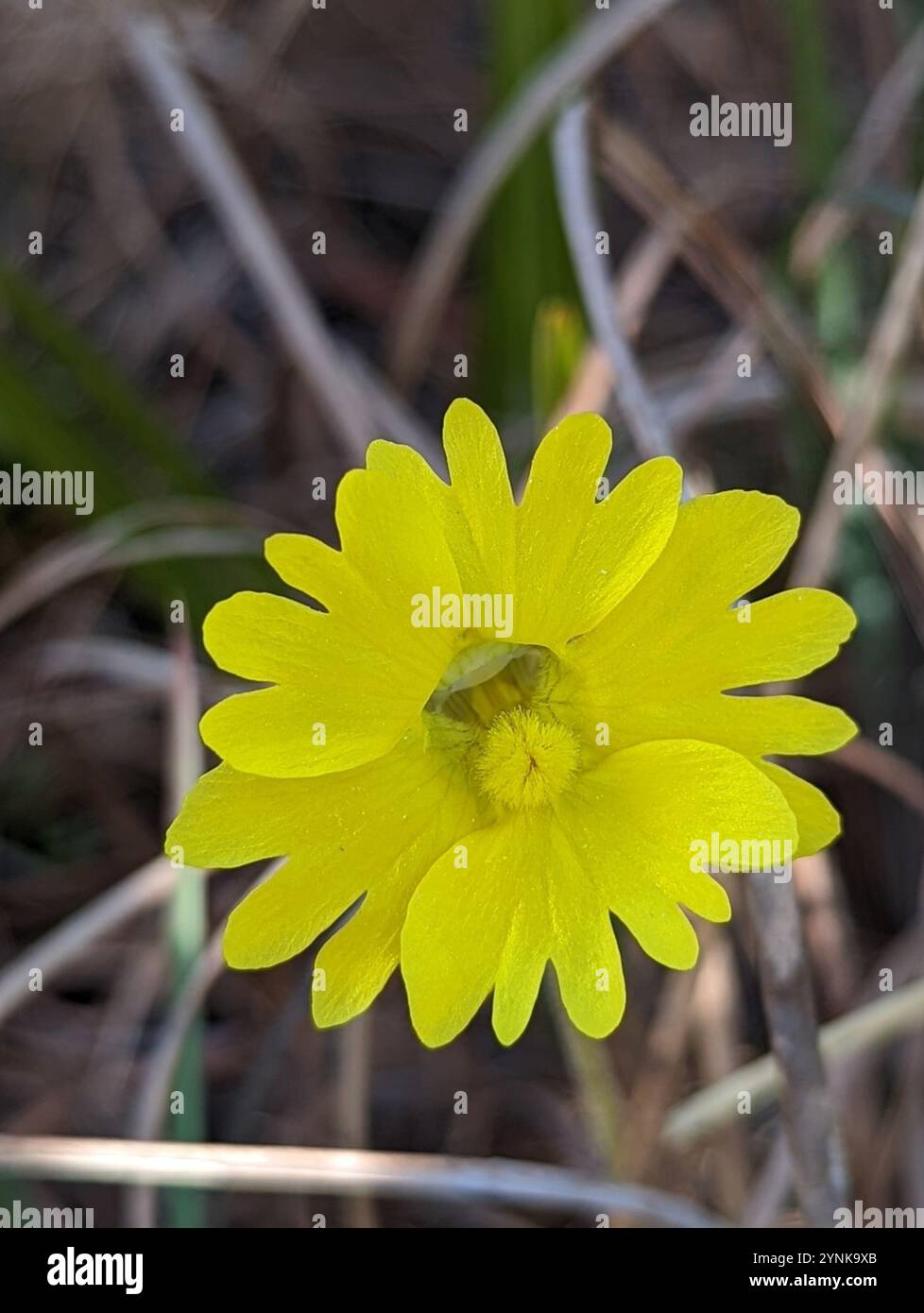 Papillons jaunes (Pinguicula lutea) Banque D'Images